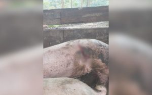 Ataques a Animais em Brusque: Polícia Identifica Autor e Fecha Investigação