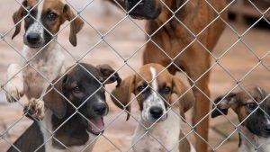 MPSC obtém condenações por maus-tratos a animais no litoral Norte e Vale do Itajaí