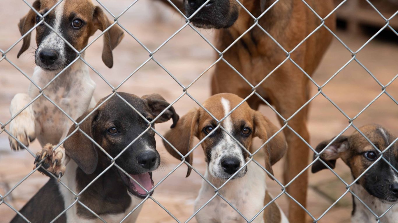 MPSC obtém condenações por maus-tratos a animais no litoral Norte e Vale do Itajaí