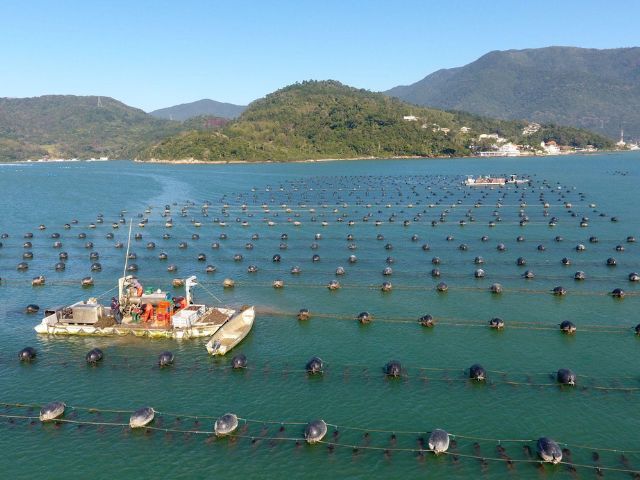 Florianópolis sedia fórum internacional de aquicultura e impulsiona debates sobre o futuro do setor
