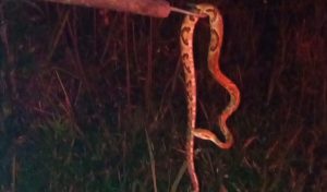 Morador de SC encontra cobra mais perigosa do Brasil na garagem de casa