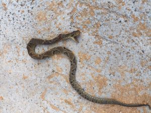 Trabalhador é picado por jararaca em obra em Blumenau