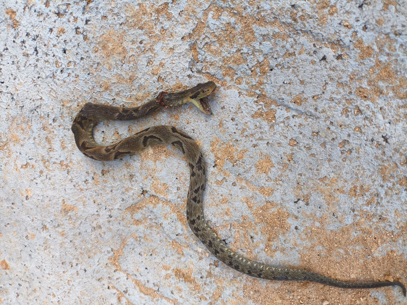 Trabalhador é picado por jararaca em obra em Blumenau