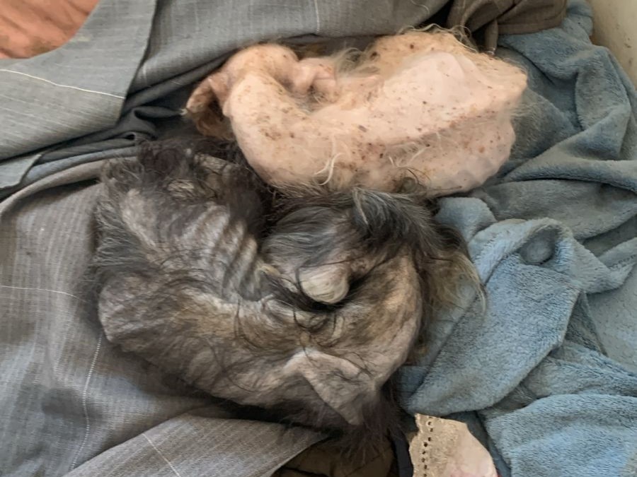 Mulher é presa em flagrante por maus-tratos a cães em Florianópolis