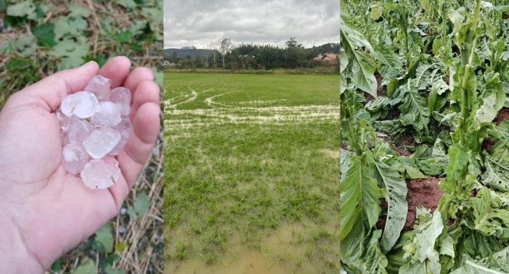 Rio do Sul contabiliza perdas em 76,9 hectares de lavouras devido às fortes chuvas