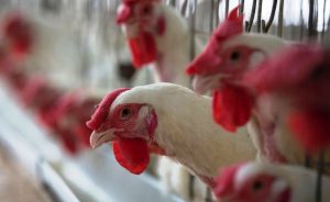 China libera importação da carne de frango do Brasil; efeito é imediato