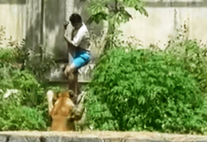 Homem invade jaula em zoológico e é devorado por leoa