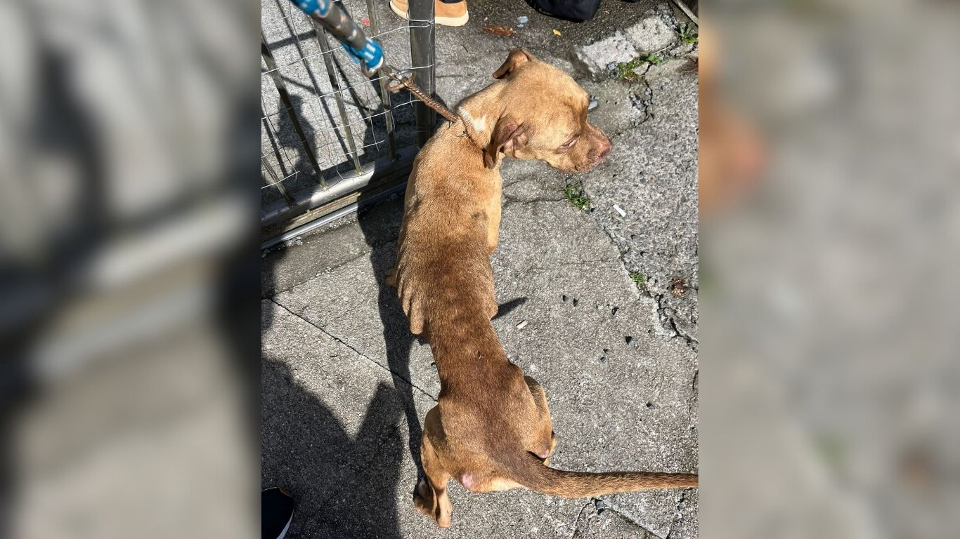 Polícia prende tutor após resgate de cadela desnutrida em Blumenau