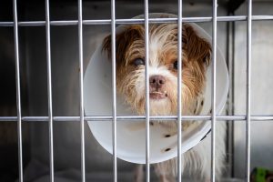 Saiba como irá funcionar o Hospital Veterinário Municipal gratuito na Capital