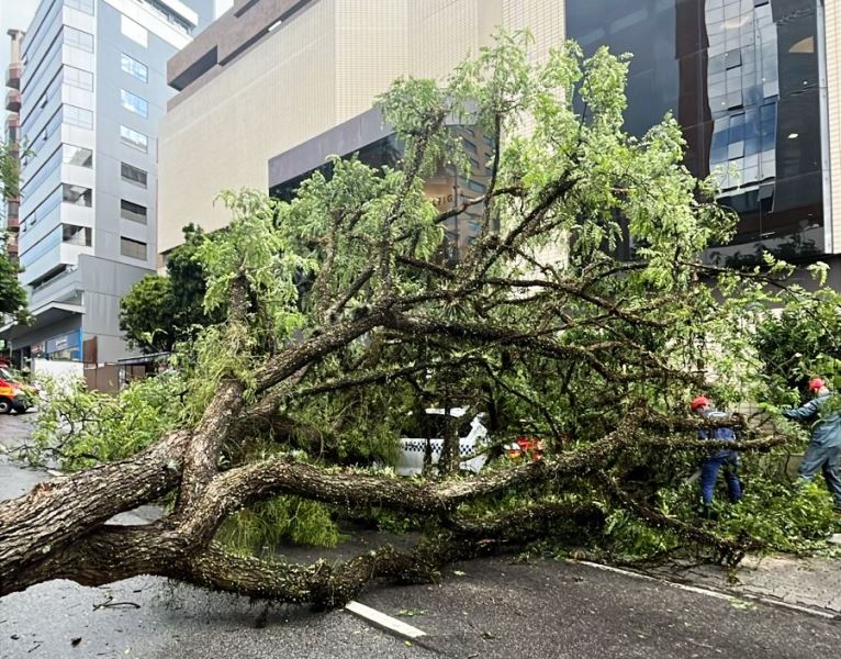 Vídeo: árvore despenca sobre avenida e bloqueia trânsito em Florianópolis