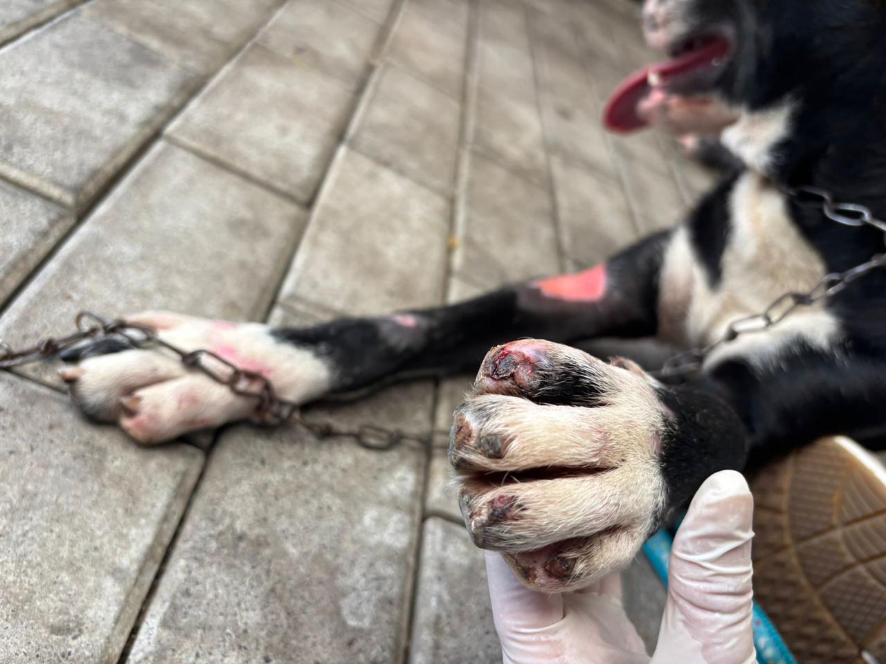 Polícia Civil prende homem por arrastar cachorro por 1 km em Blumenau