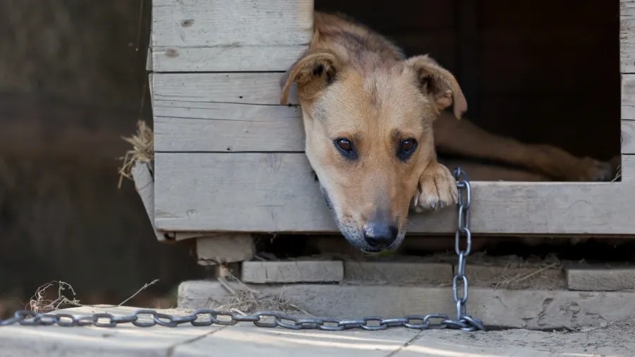 São José sanciona lei que proíbe manter cães acorrentados