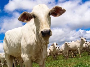 Raiva bovina é confirmada em cidade de Santa Catarina