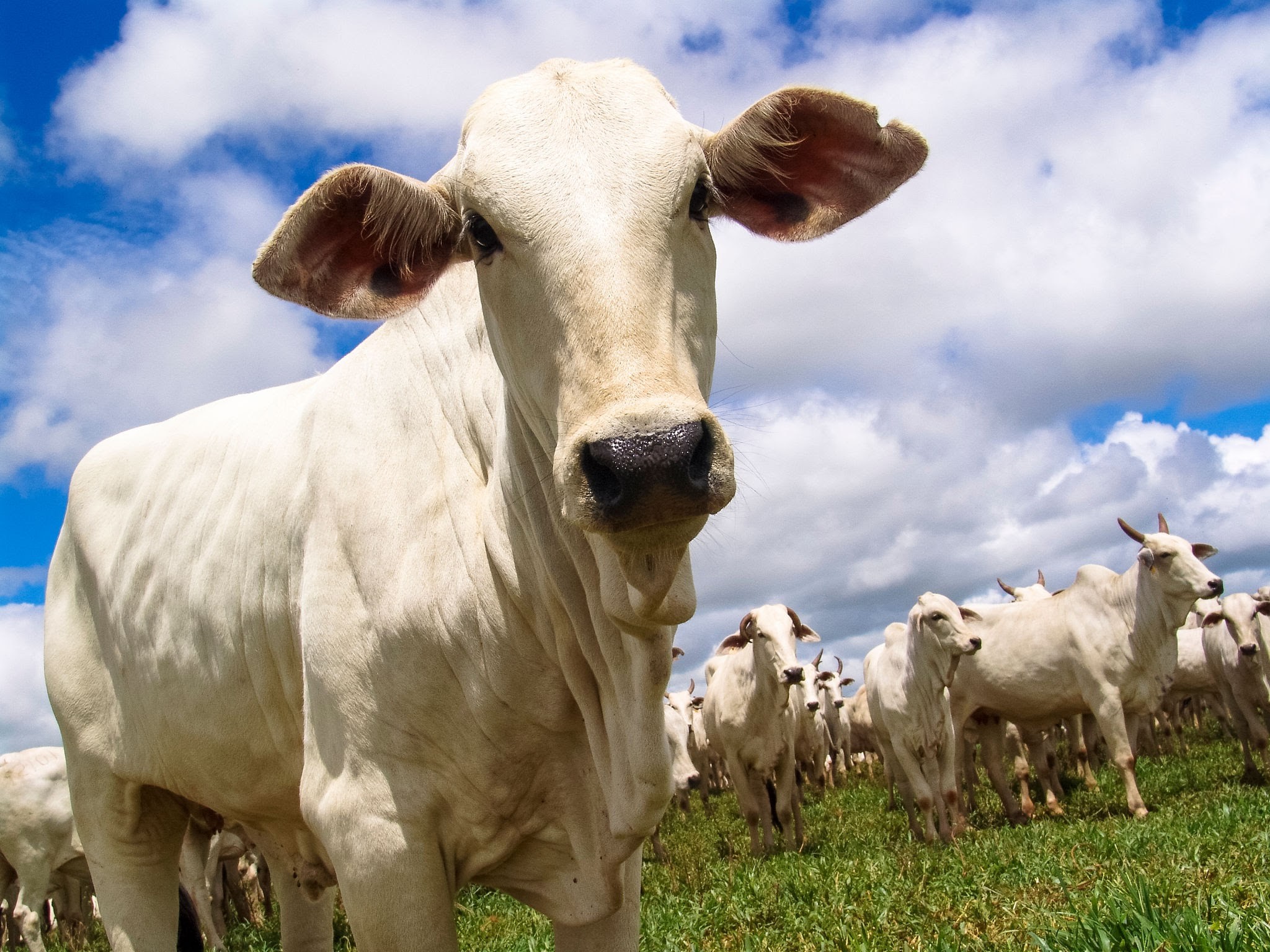 Raiva bovina é confirmada em cidade de Santa Catarina