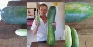 Pepino gigante de 90 centímetros e 7 quilos surpreende agricultor em SC