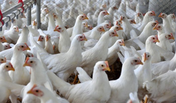 Santa Catarina bate recorde em venda de carnes no mercado internacional