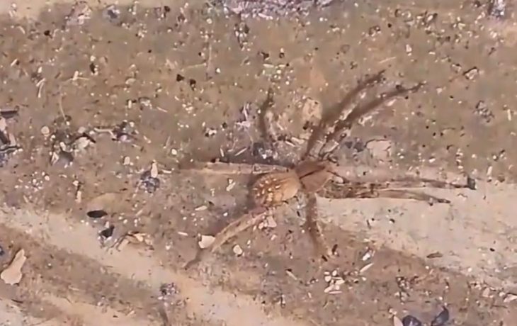 Vídeo: encontro com aranha mais venenosa do Brasil acende alerta
