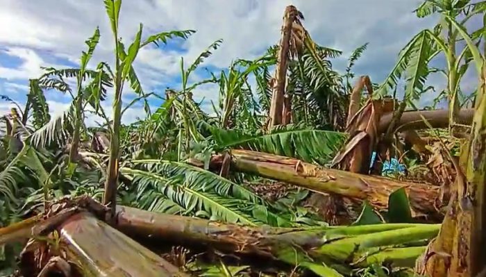 Vídeo: vendaval provoca destruição em bananais no Norte catarinense