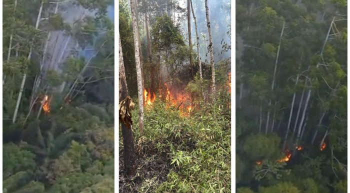 Fogo em área de mata mobiliza bombeiros no litoral Norte