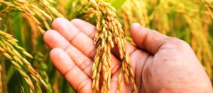Cidade de SC ganha título de Capital Nacional do melhor Arroz; saiba qual