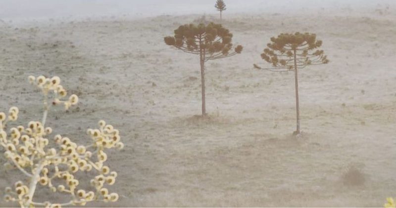 Frio intenso acende alerta para risco de geada em SC