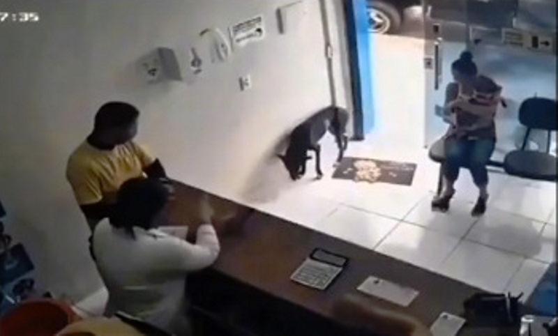 Vídeo: cão ferido entra sozinho em clínica veterinária para pedir ajuda