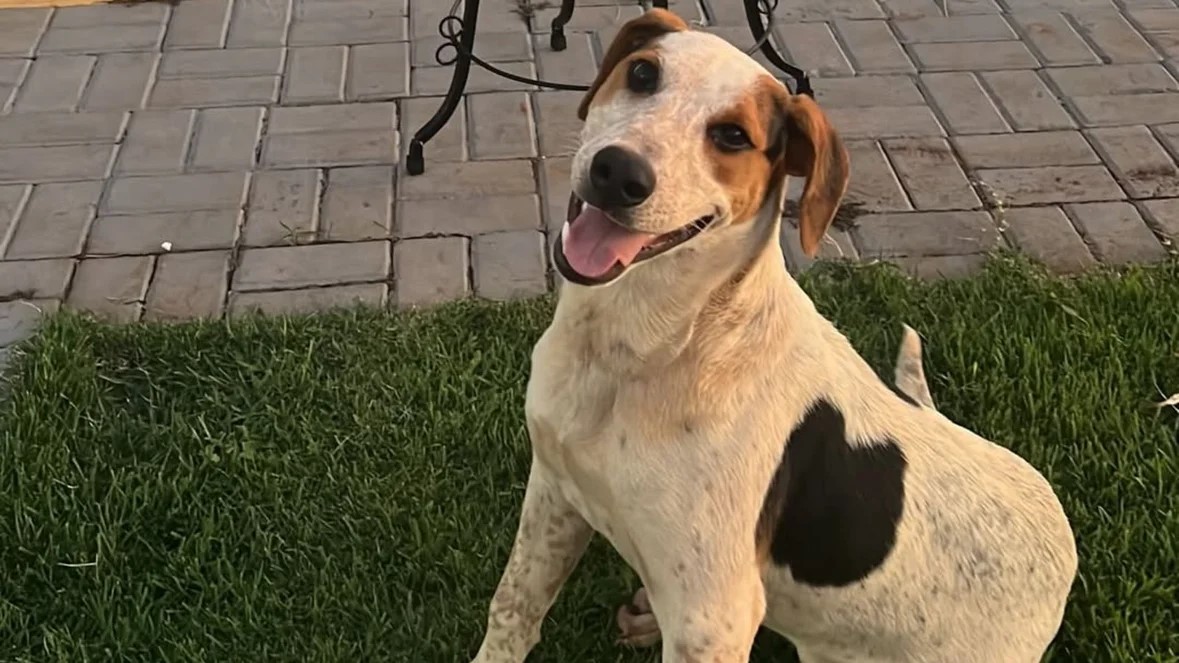 Mais um ato cruel: cachorro comunitário Abacate é morto a tiros no Paraná