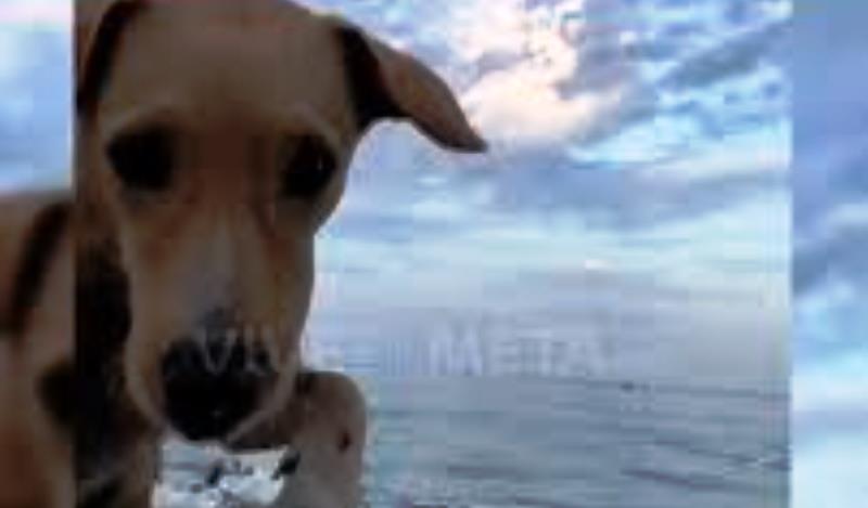 Vídeo: cãozinho rouba celular de turista que gravava nascer do sol