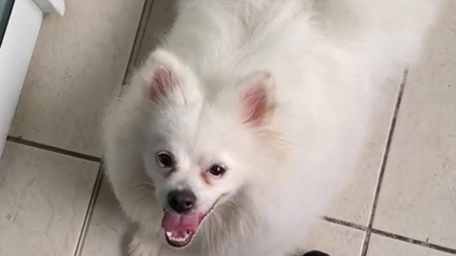 Maus-tratos: cachorro é resgatado após denúncias e vídeos