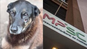 Capital: MP ouvirá adolescentes após morte do cão Orelha