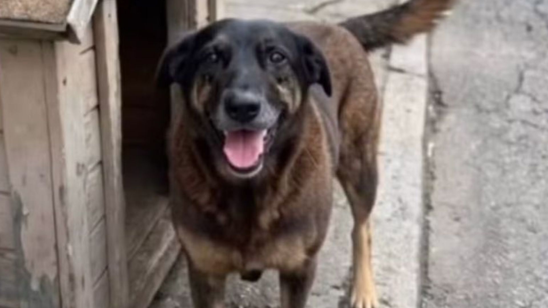 Ex-atleta da base do Avaí não é suspeito de matar cão Orelha