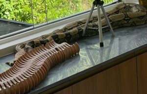Vídeo assustador: cobra gigante com mais de 3 metros invade casa de atriz