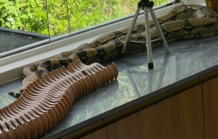 Vídeo assustador: cobra gigante com mais de 3 metros invade casa de atriz