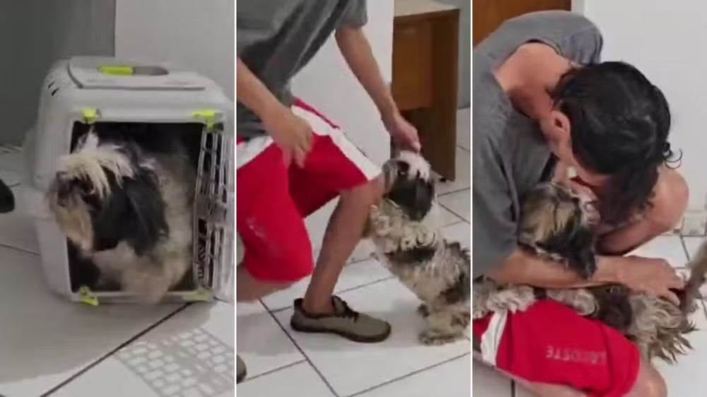 Cachorro desaparecido reage com cautela ao reencontrar tutor no RS