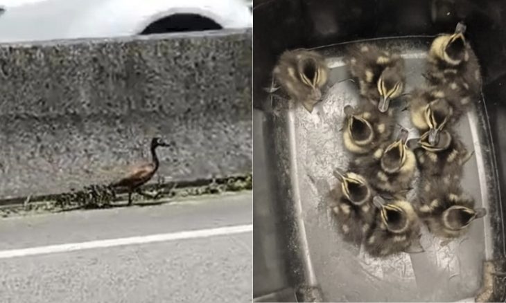 Família de marrecos fica encurralada na BR-101 e mobiliza resgate 
