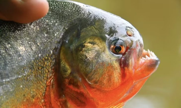 Ataque massivo de piranhas deixa mais de 40 feridos em praia