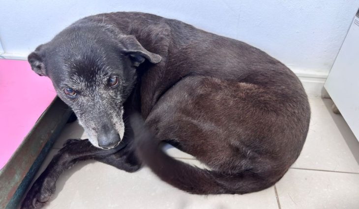 Morre Pretinha, cadela que vivia com o cão Orelha em praia de SC