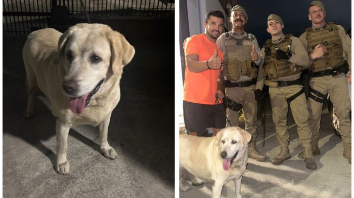 Cadela abandonada e ferida na BR-101 é salva por policiais militares