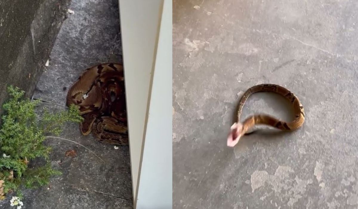 Jararaca é flagrada em calçada de cidade catarinense