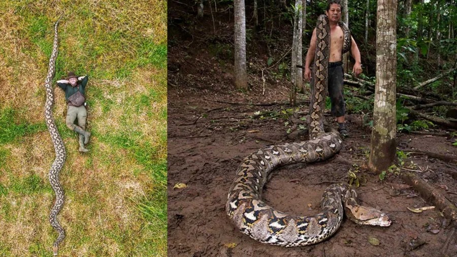 Cobra de 7 metros entra para o Guinness como a maior do mundo