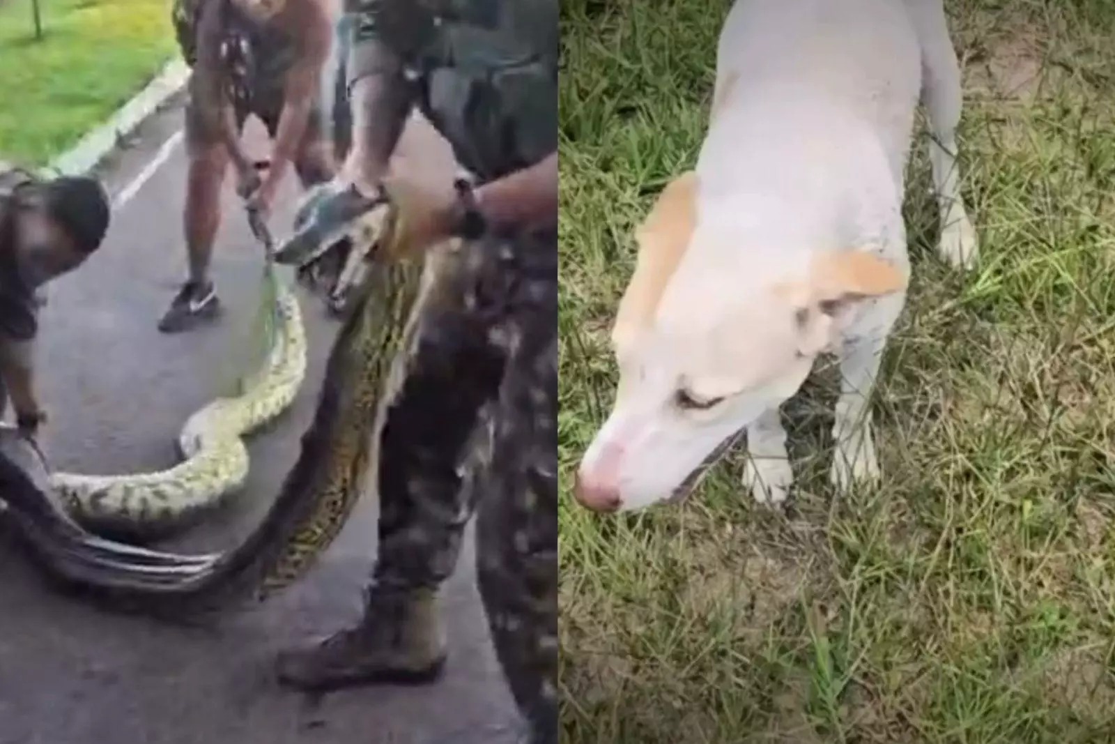 Militares salvam cachorro de ataque de sucuri em quartel no Pará