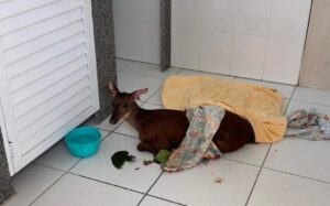 Cervo baleado é resgatado em cidade do Norte catarinense