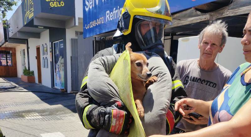 Bombeiros controlam incêndio e resgatam cãozinho embaixo de cama