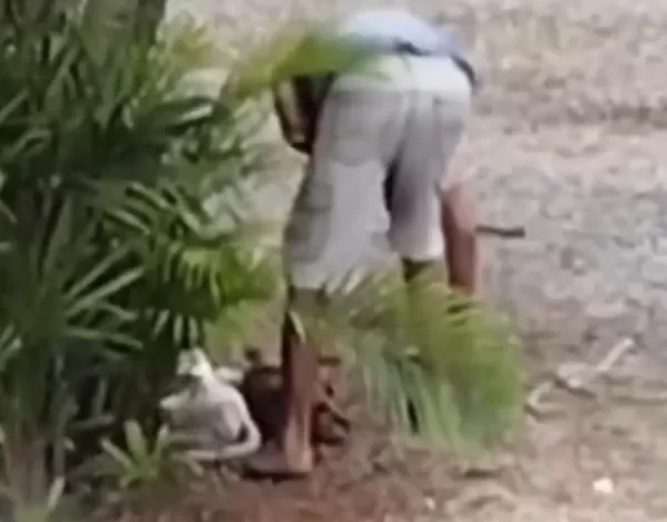 Crueldade em Timbó: homem mata dois cães a machadadas e acaba preso