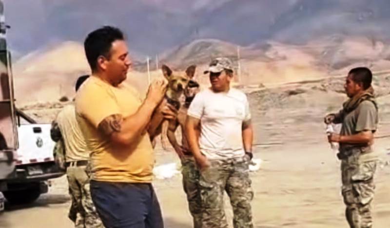 Cãozinho é o único sobrevivente em queda de helicóptero com 15 pessoas