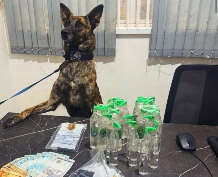 K9 da GM auxilia polícia a prender suspeito e apreender pistola e drogas em SC