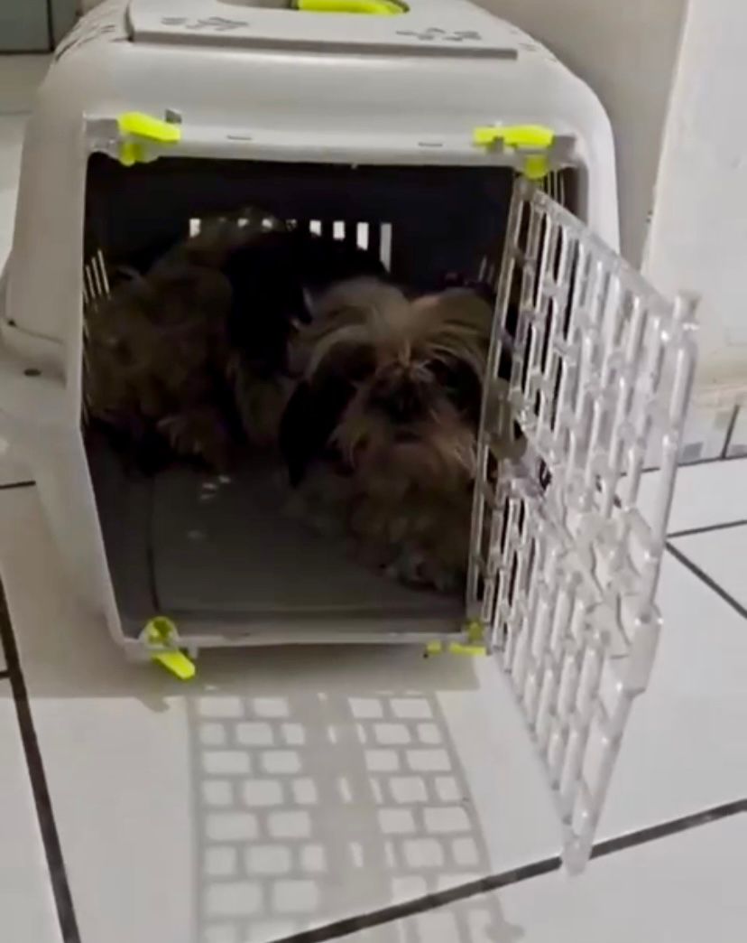 Vídeo: Disputa por cachorro desaparecido termina na delegacia após reação do animal