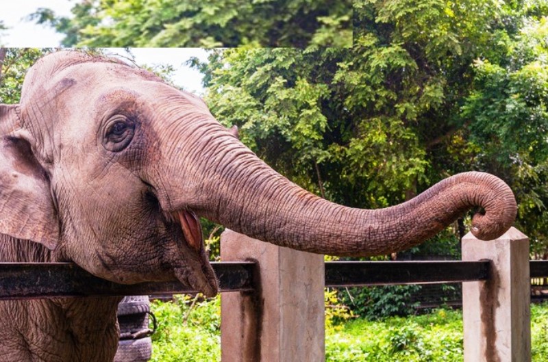Justiça define que elefanta de zoo desativado deve ficar em Santa Catarina