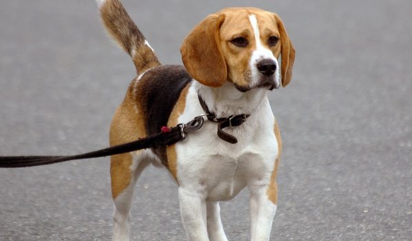 Vídeo: Homem é preso em flagrante após denúncia de abuso contra cão da raça Beagle