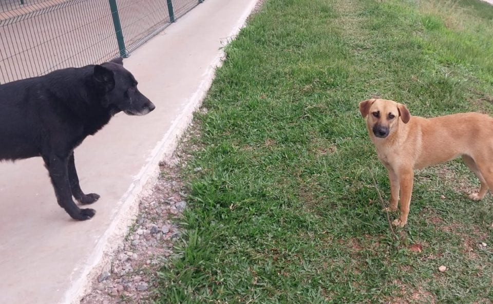Revolta: quatro cães somem em centro do Mercado Livre; funcionários são demitidos